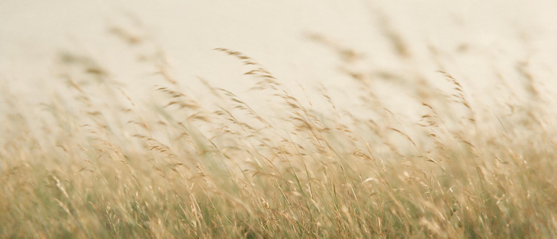 Hautes herbes méditerranéennes ondulant dans la brise à l'heure dorée