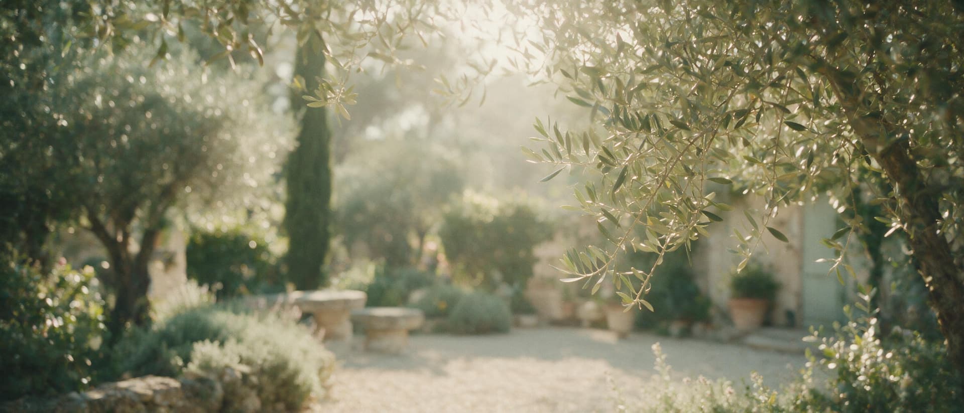 Lumière du matin filtrant à travers des feuillages d'oliviers dans un jardin méditerranéen